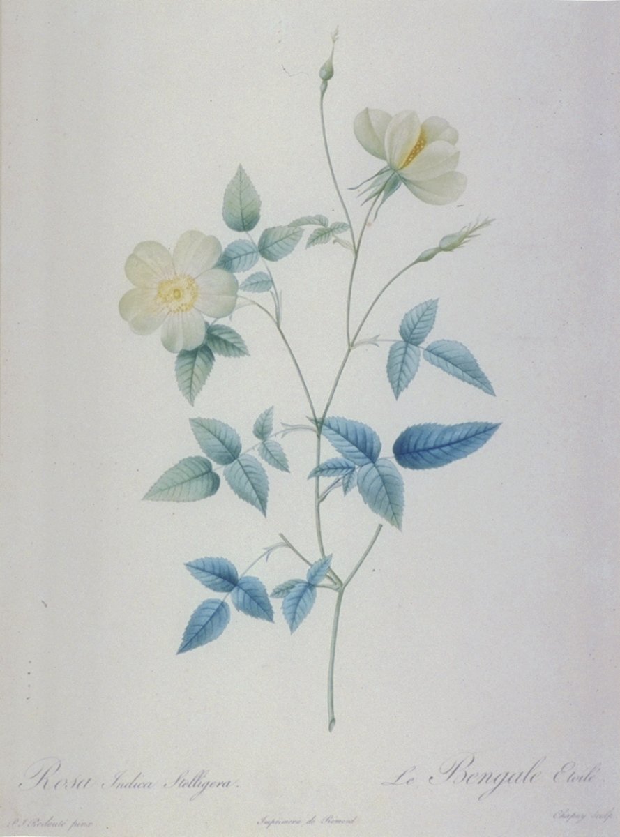 Image of Rosa Indica Stelligera / Le Bengale Etoilé