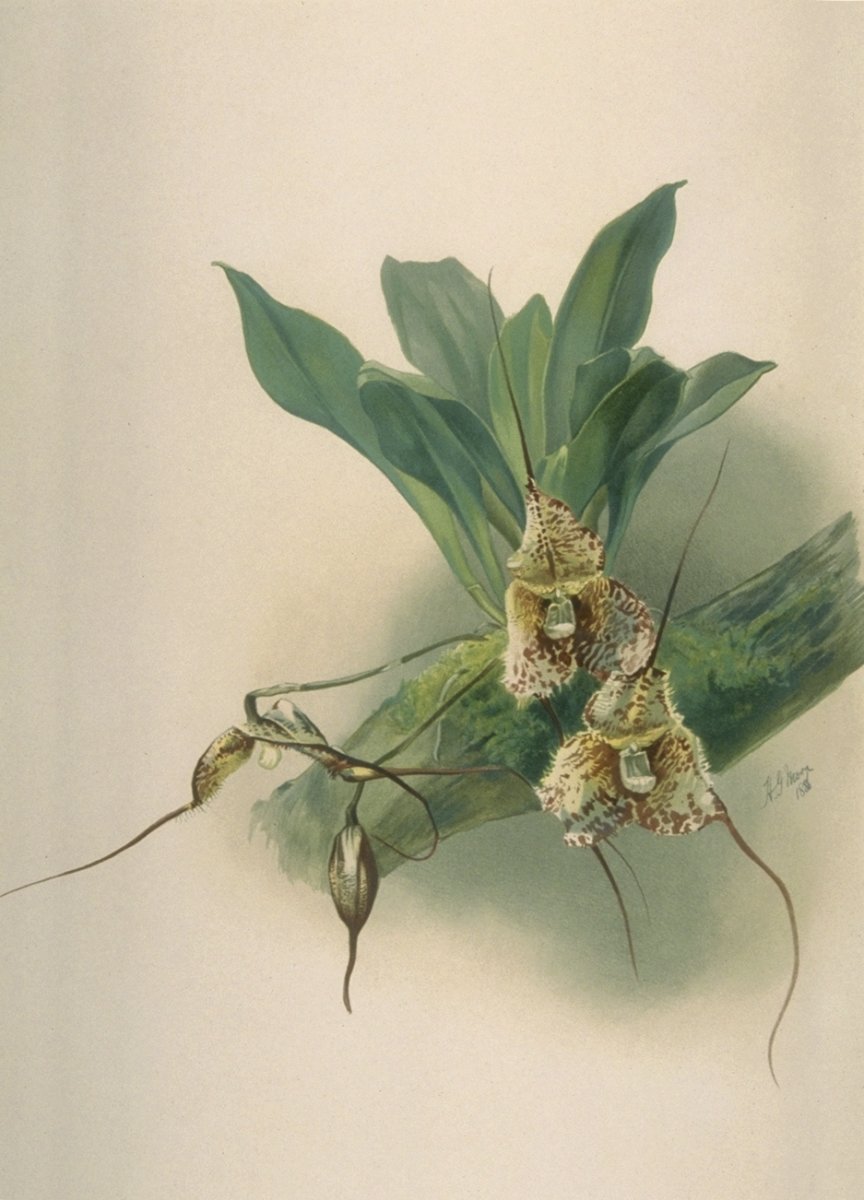 Image of Masdevallia backhousiana