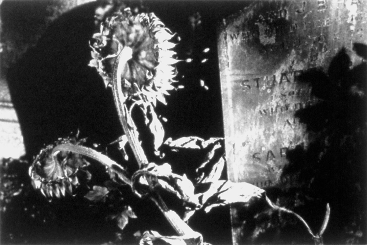 Image of Sunflower and Tomb, London