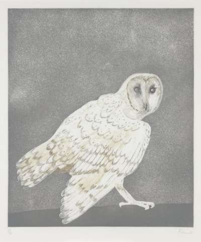 Image of Barn Owl