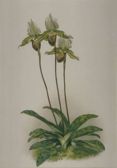 Image of Cypripedium io