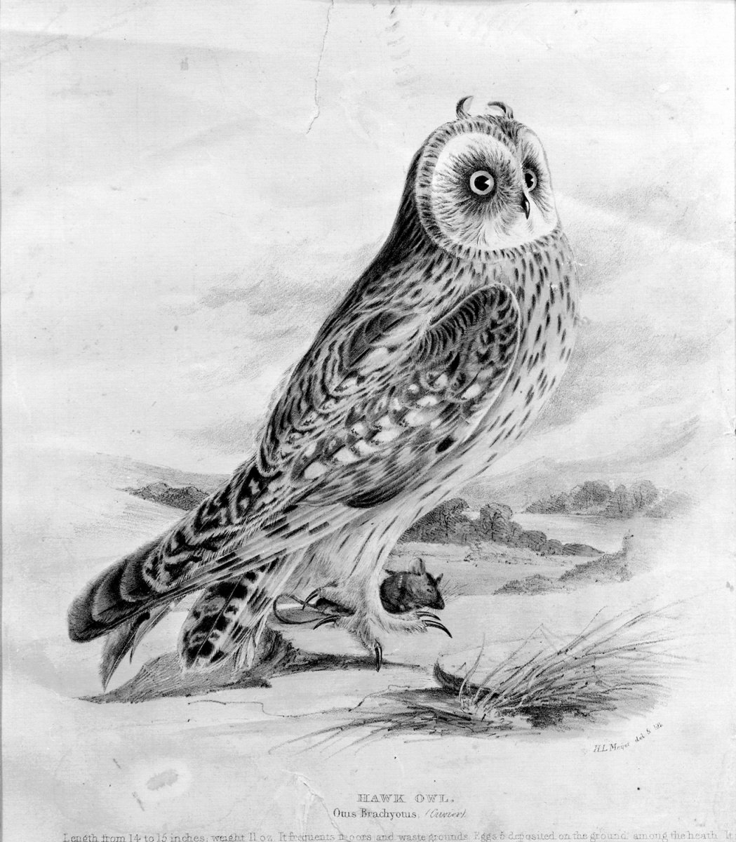 Image of Hawk Owl