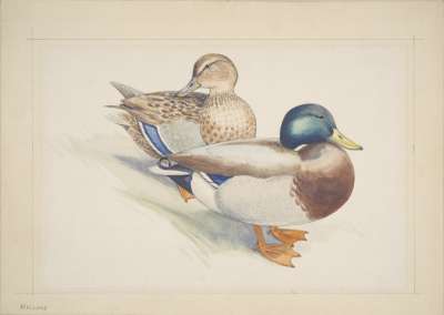 Image of Mallard