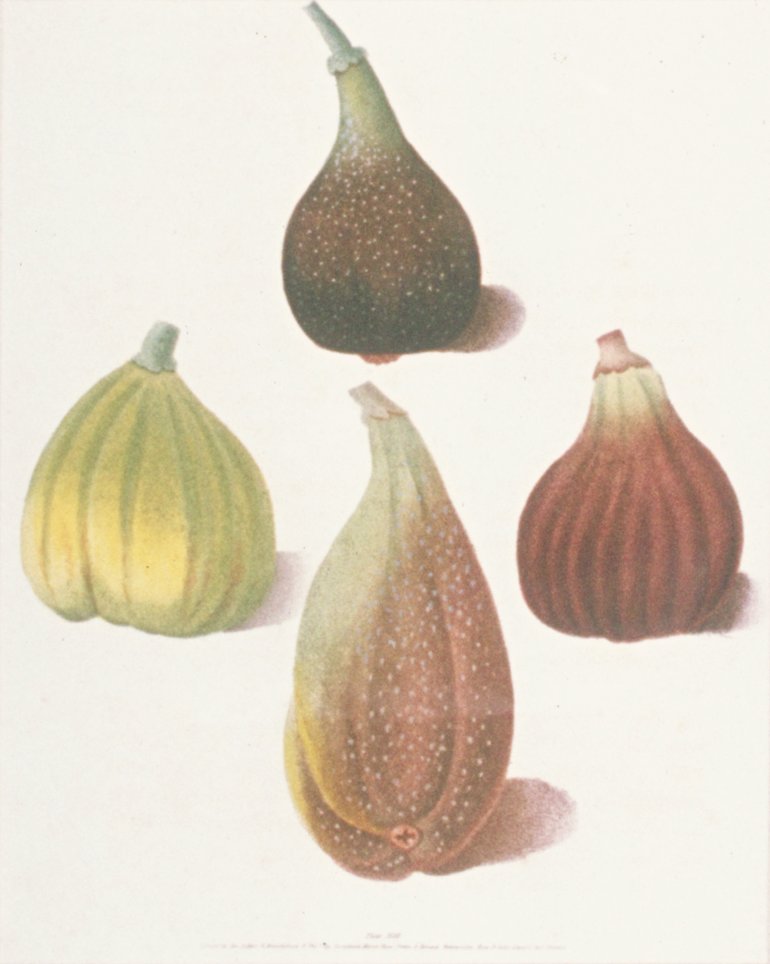 Image of Figs