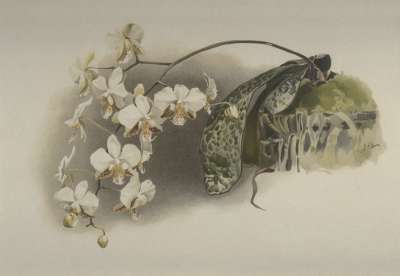 Image of Phalaenopsis stuartiana