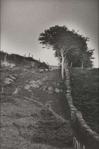 Image of Wales (Dry Stone Wall and Trees)