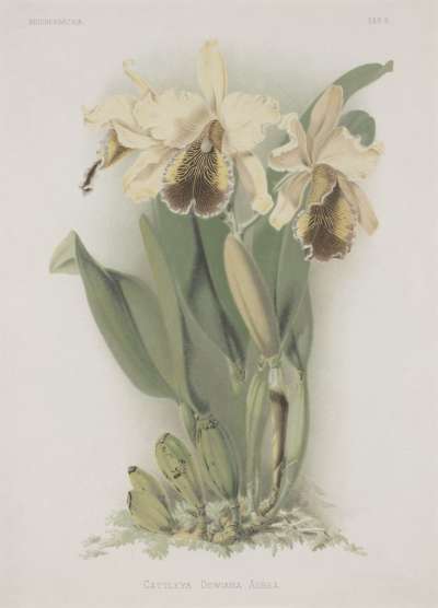 Image of Cattleya dowiana aurea