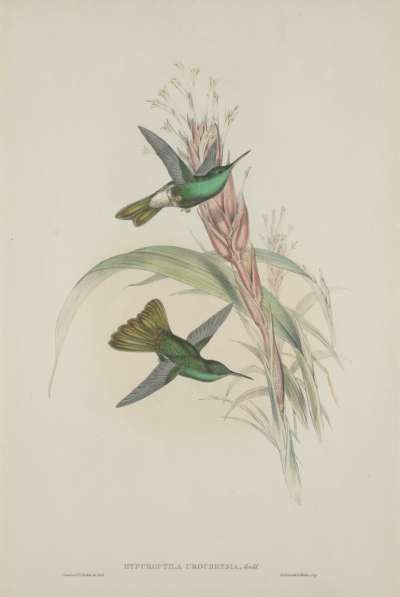 Image of Hypurotila Urocherysia (Humming Bird Series)