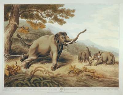 Image of Decoy Elephants Leaving the Male Fastened to a Tree / Des Elephants Dressés Laissant le Male Attaché a un Arbre