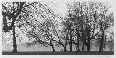 Image of Trees and Pram in Park