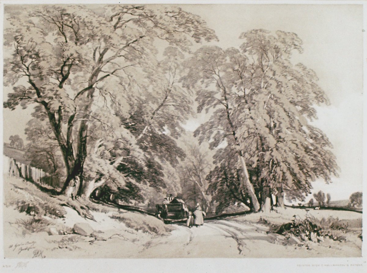 Image of Ash at Greta Bridge, Yorkshire