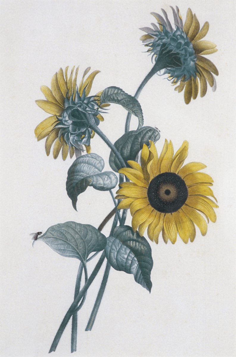 Image of Sunflowers