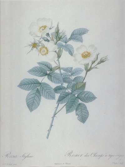 Image of Rosa Stylosa / Rosier des Champs à Tiges Érigées