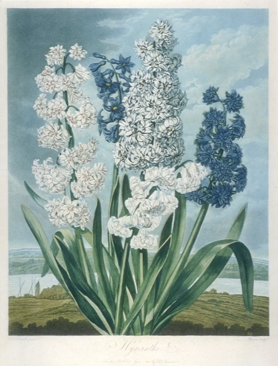 Image of Hyacinths