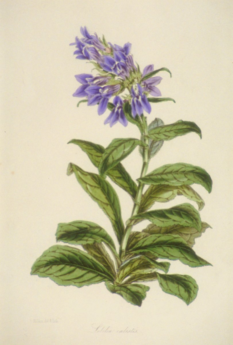 Image of Lobelia Caelestis