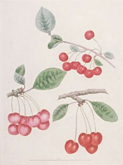 Image of Cherries