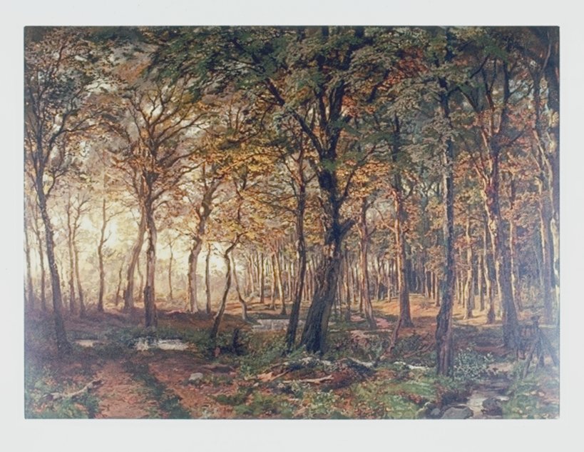 Image of Woodland Scene