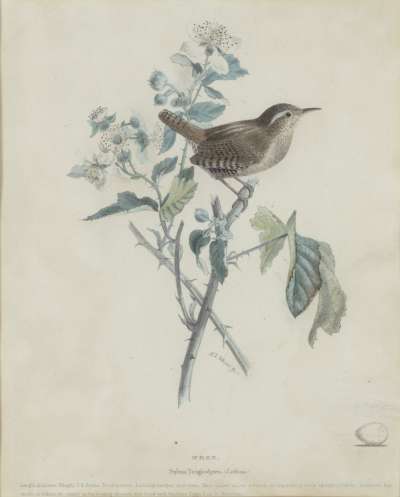 Image of Wren