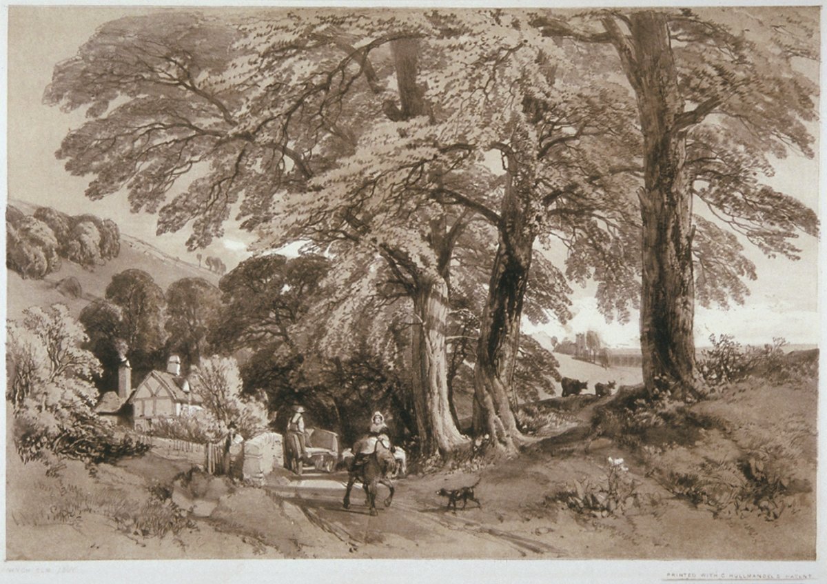 Image of Wych Elm