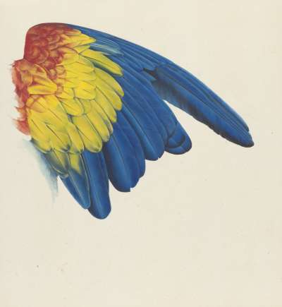 Image of Scarlet Macaw’s Wing