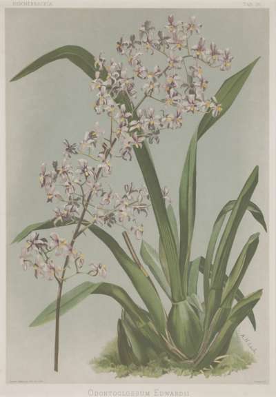 Image of Odontoglossum edwardii