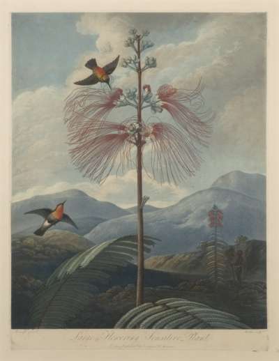 Image of Large Flowering Sensitive Plant