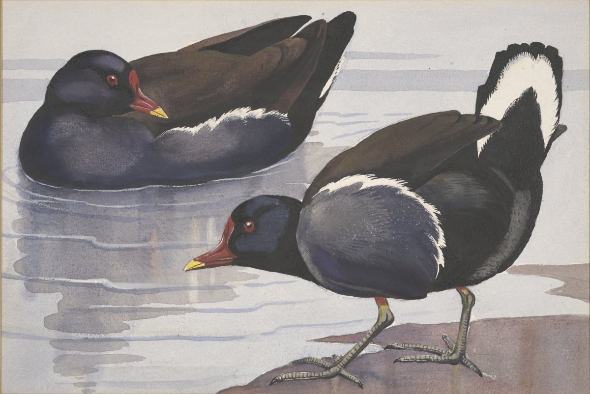 Image of Moorhen