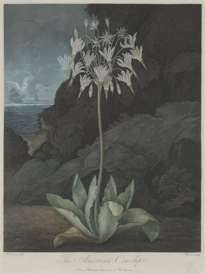 Image of The American Cowslip