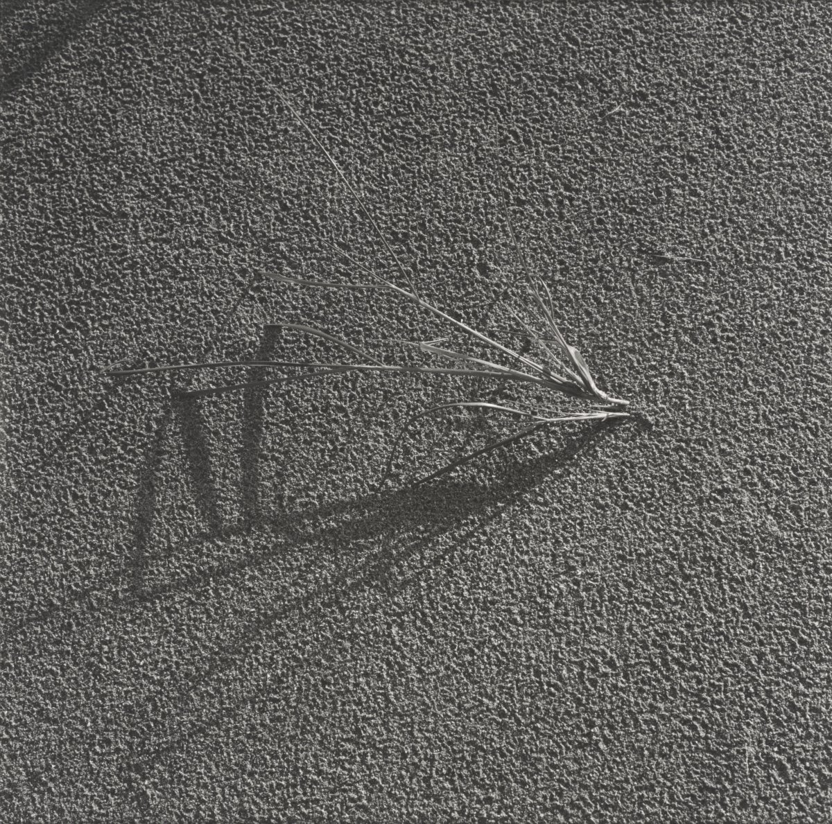 Image of Marram Grass on Sand (Balnakiel, Scotland)