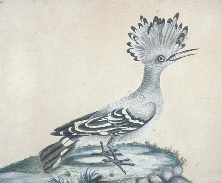 Image of Hoopoe