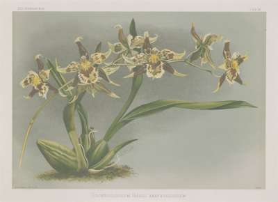 Image of Odontoglossum hallii xanthoglossum