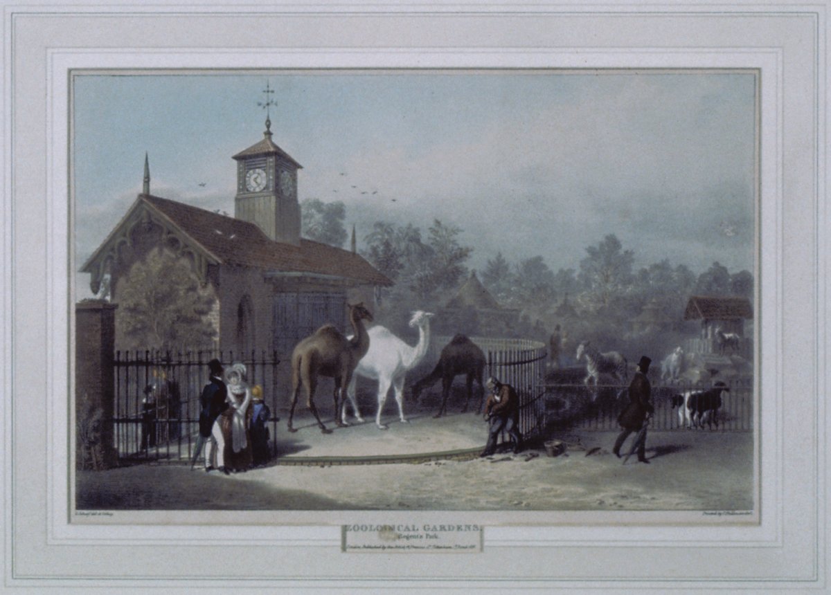 Image of Zoological Gardens, Regent’s Park