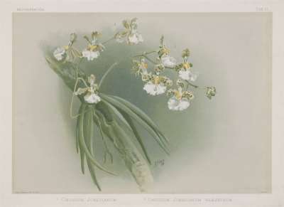 Image of Oncidium jonesianum & Oncidium jonesianum phaentum