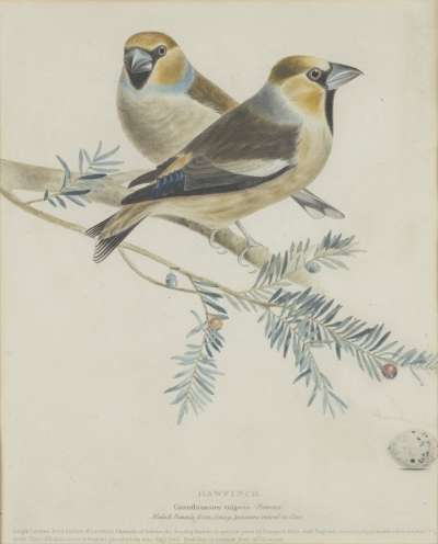 Image of Hawfinch