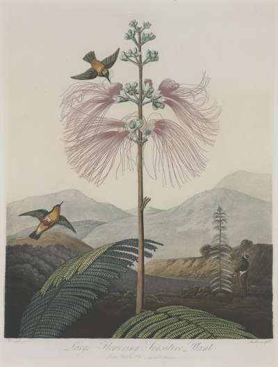 Image of Large Flowering Sensitive Plant