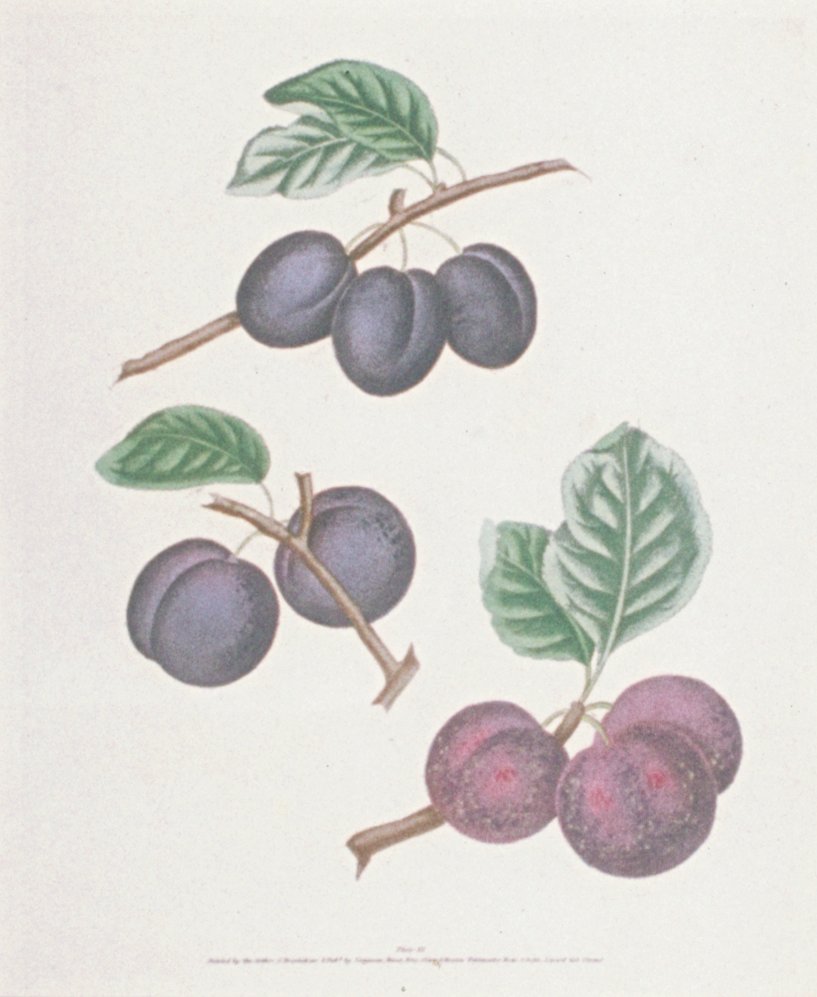 Image of Plums