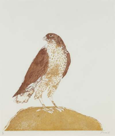 Image of Honey Buzzard