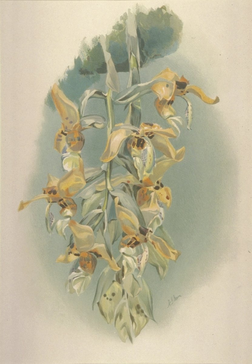 Image of Stanhopea shuttleworthii