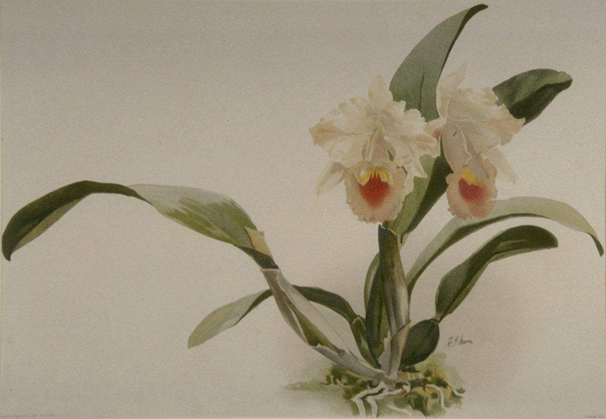 Image of Cattleya trianei Ernesti