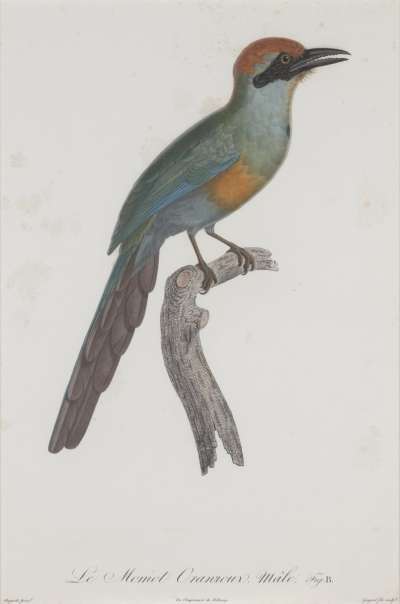 Image of Le Momot Oranroux, Male