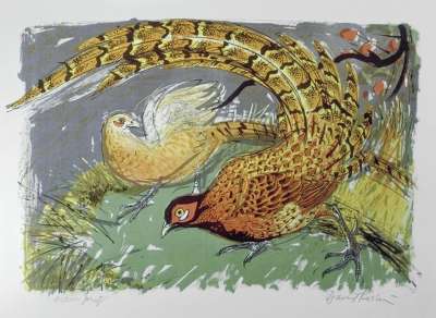 Image of Copper Pheasant