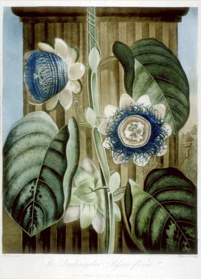 Image of The Quadrangular Passion Flower