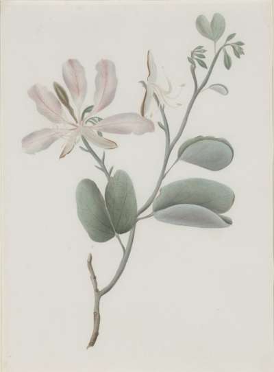 Image of Bauhina Purpurea Hutchiniaana