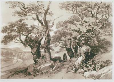 Image of Old Oaks