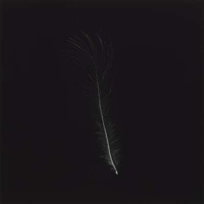 Image of Feather that went to the South Pole