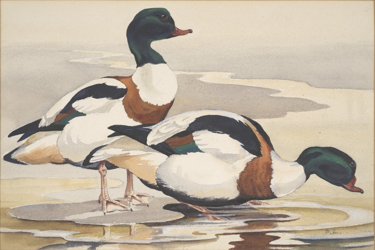 Image of Shelduck