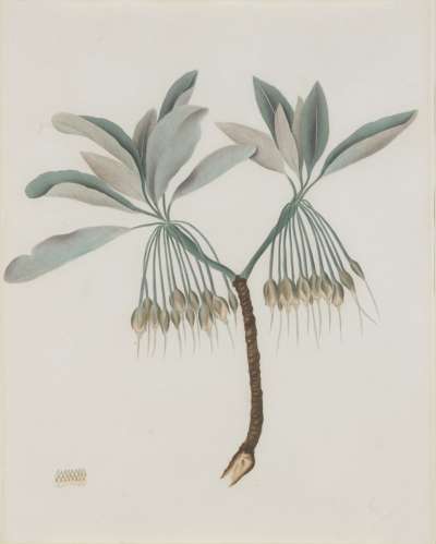 Image of Bassia Longifolia