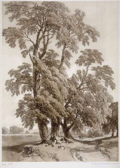 Image of Elm