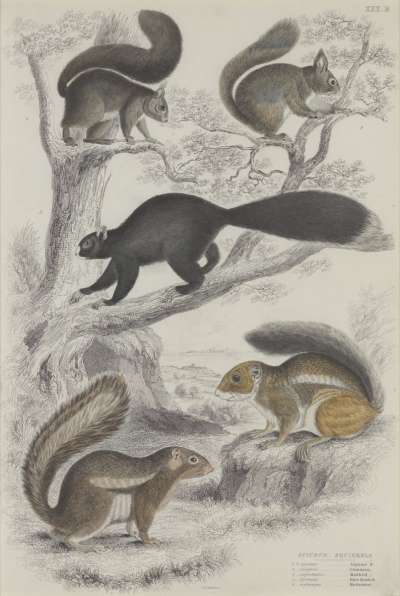 Image of Squirrels