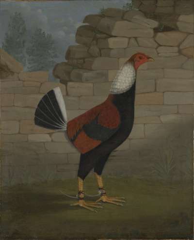 Image of The Trimmed Cock